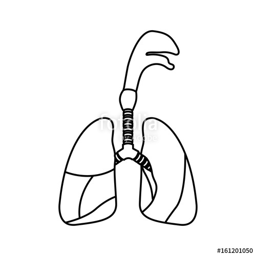 500x500 Sketch Silhouette Respiratory System With Windpipe Vector - Respiratory System Sketch