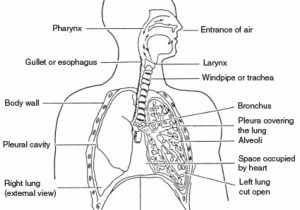 Respiratory System Sketch at PaintingValley.com | Explore collection of ...