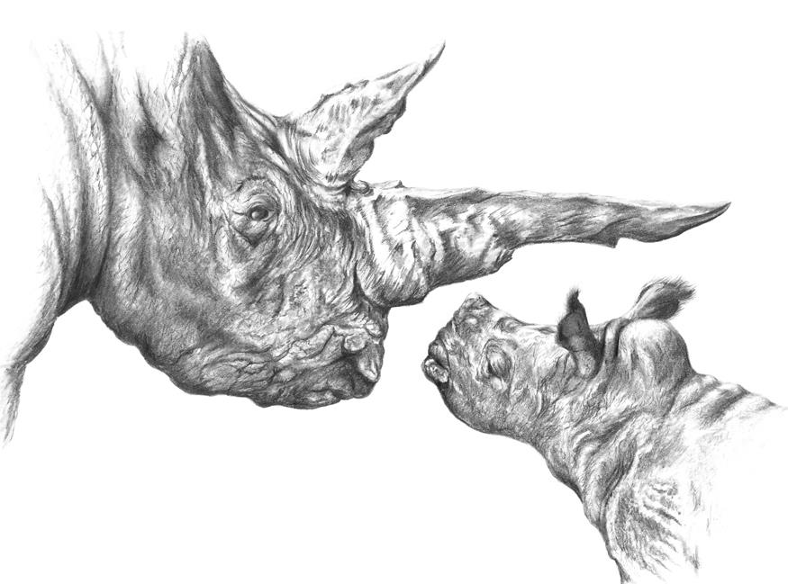 875x649 How To Draw A Baby Rhino In Graphite Pencil - Rhino Pencil Sketch