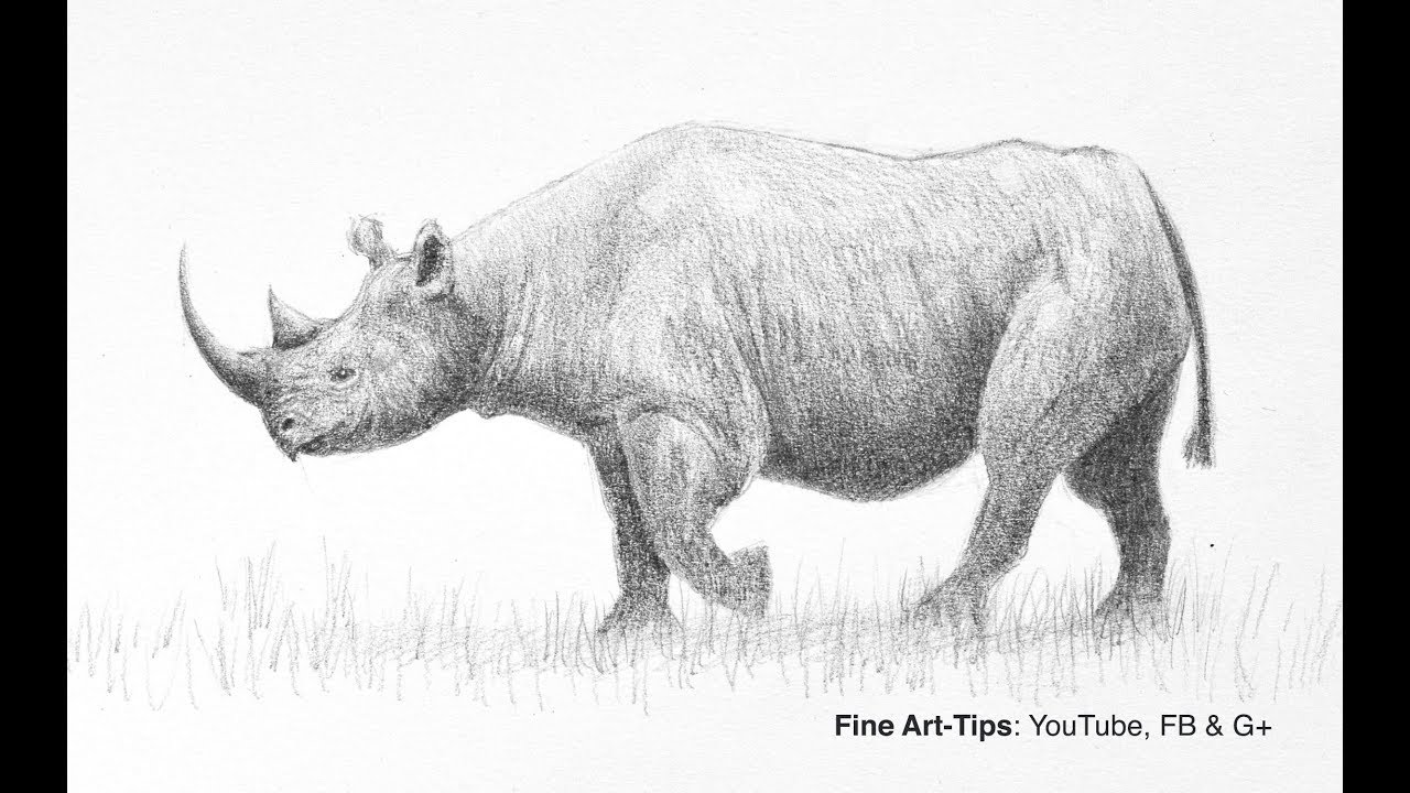 1280x720 How To Draw A Realistic Rhino - Rhino Pencil Sketch