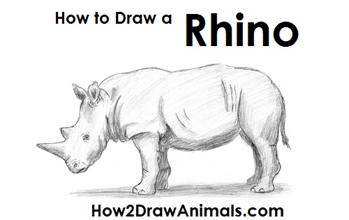 500x315 How To Draw A Rhinoceros - Rhino Pencil Sketch