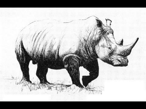 480x360 How To Draw White Rhino Rhinoceros Drawing Step By Step - Rhino Pencil Sketch