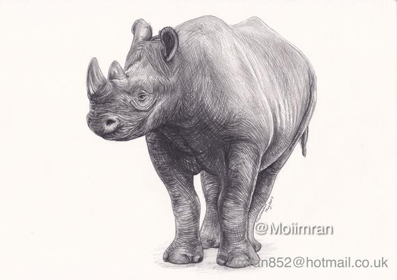 570x402 Original Pencil Drawing Of Rhino Wildlife Animal Graphite Etsy - Rhino Pencil Sketch