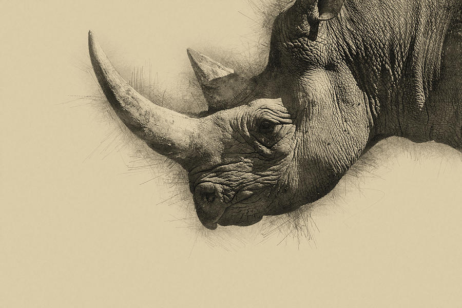 900x600 Pencil Drawing Sketch Illustration Of Eastern Black Rhino Dicero - Rhino Pencil Sketch