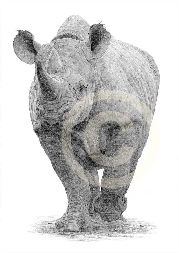 570x806 African Rhino Pencil Drawing Print Wildlife Art Artwork - Rhino Pencil Sketch