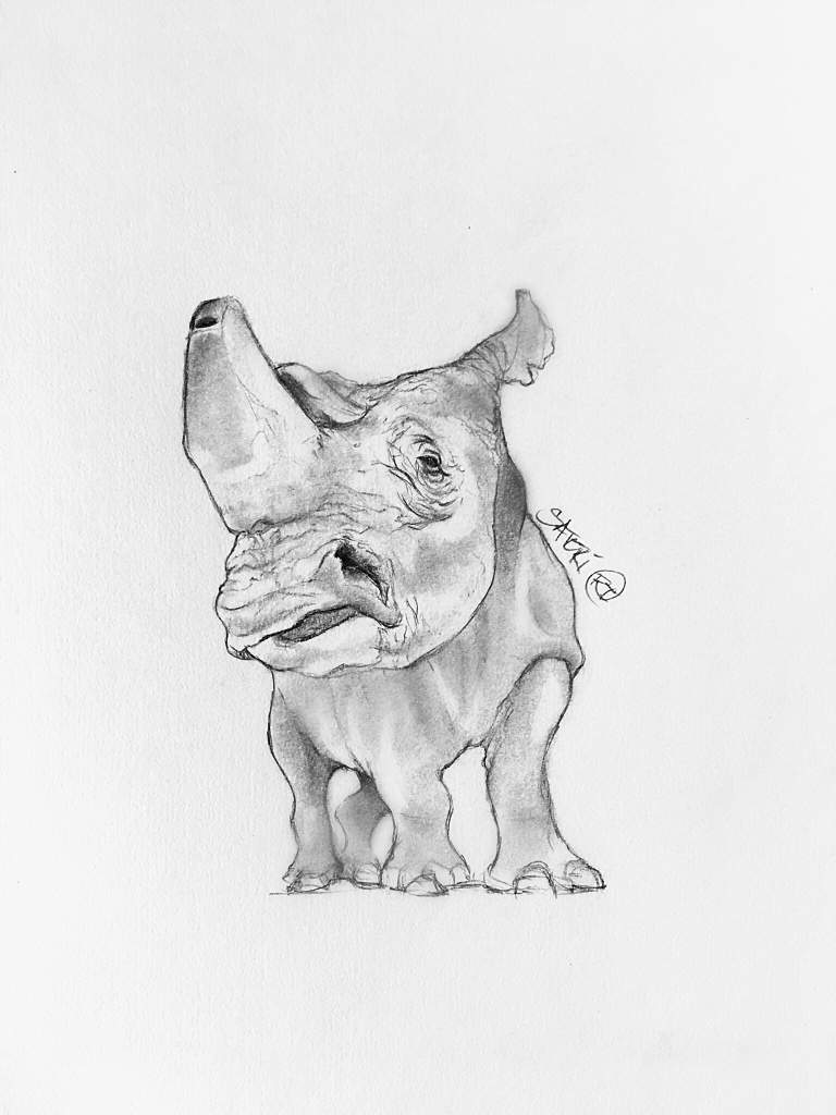 768x1024 Rhino - Rhino Pencil Sketch