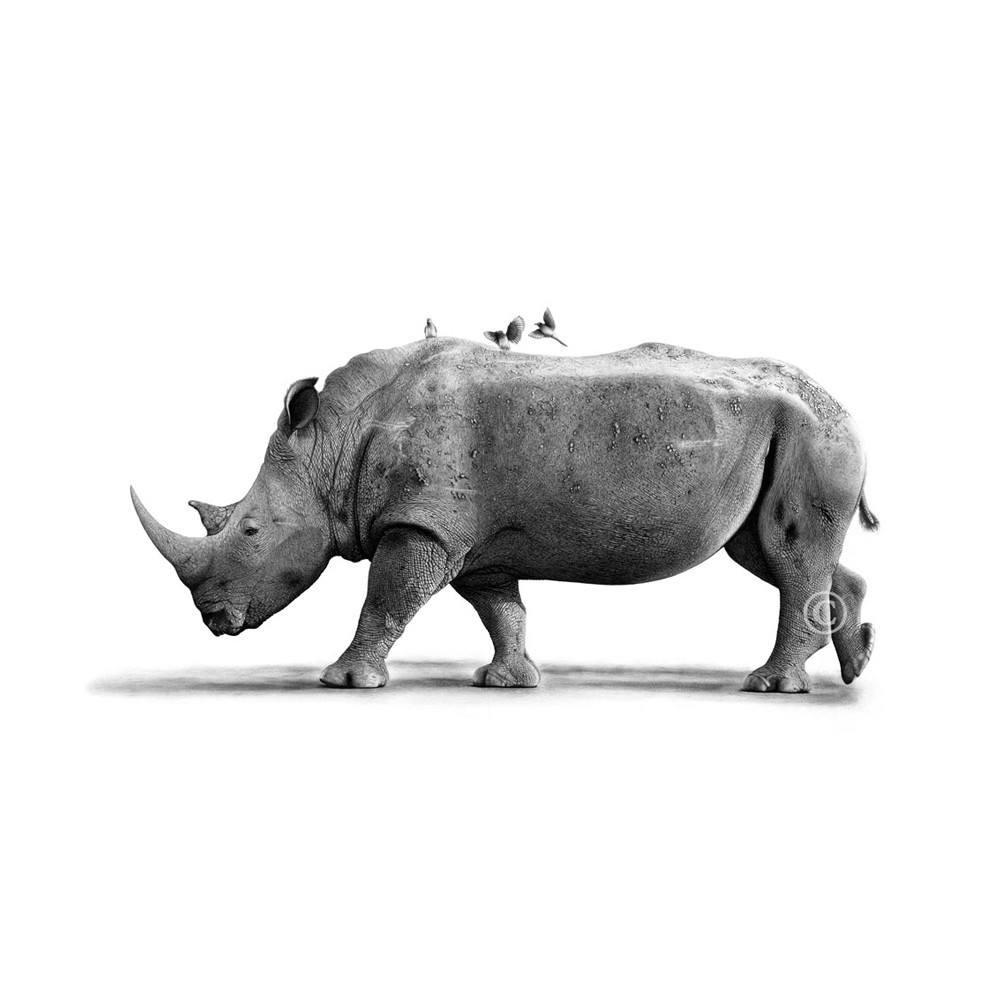 1000x1000 Rhino Pencil Drawing African Furniture And Decor Asili Designs - Rhino Pencil Sketch