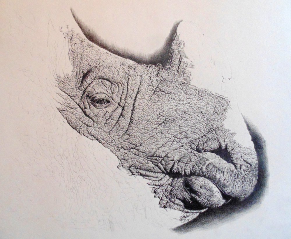 999x821 Rhino Pencil Drawing On Behance - Rhino Pencil Sketch