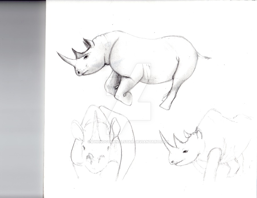 900x695 Rhino Pencil Sketch By Thenocturnalstar - Rhino Pencil Sketch
