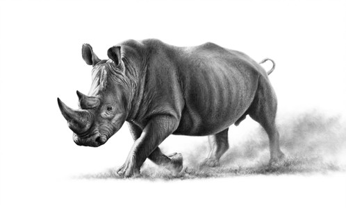 Rhino Pencil Sketch at PaintingValley.com | Explore collection of Rhino ...