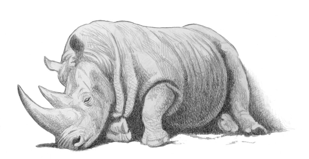 1024x529 Sleeping White Rhino By Willemsvdmerwe - Rhino Pencil Sketch