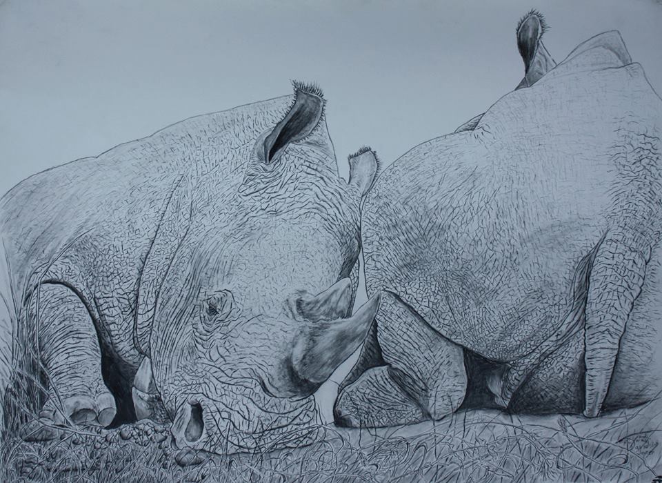 960x700 Pencil Drawings Fight For Rhinos - Rhino Pencil Sketch