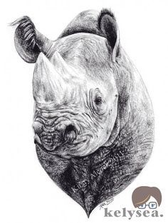 236x314 Rhino Sketches - Rhino Pencil Sketch