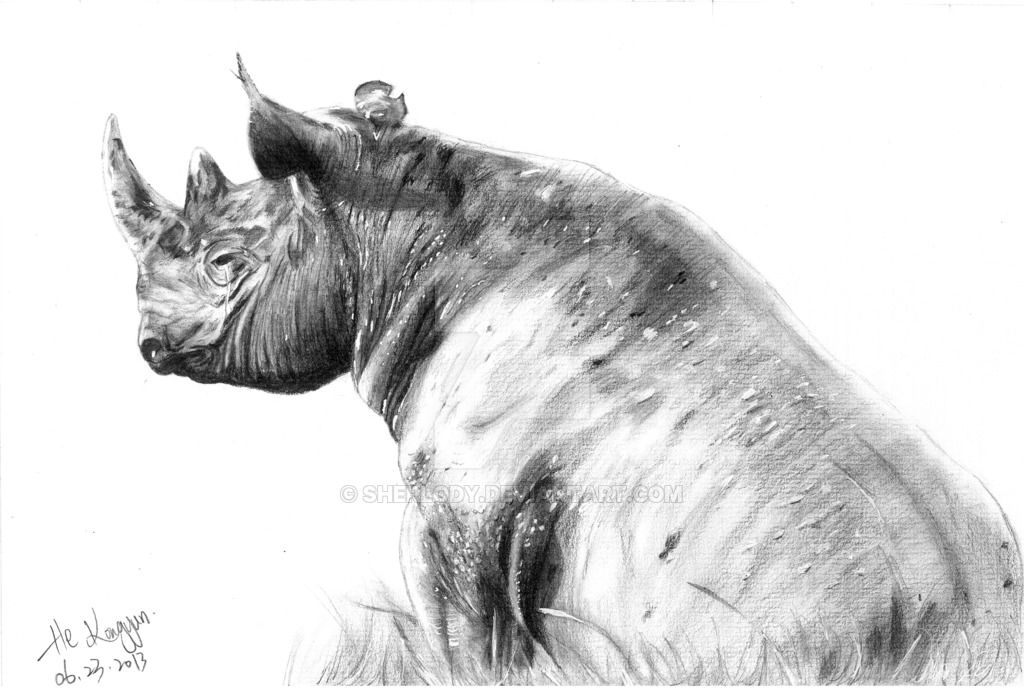 1024x689 Black Rhino Pencil Sketch By Sherlody Art - Rhino Pencil Sketch