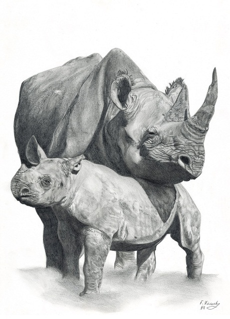 461x640 Frances Vincent Artwork Mother And Baby Rhino Original Drawing - Rhino Pencil Sketch