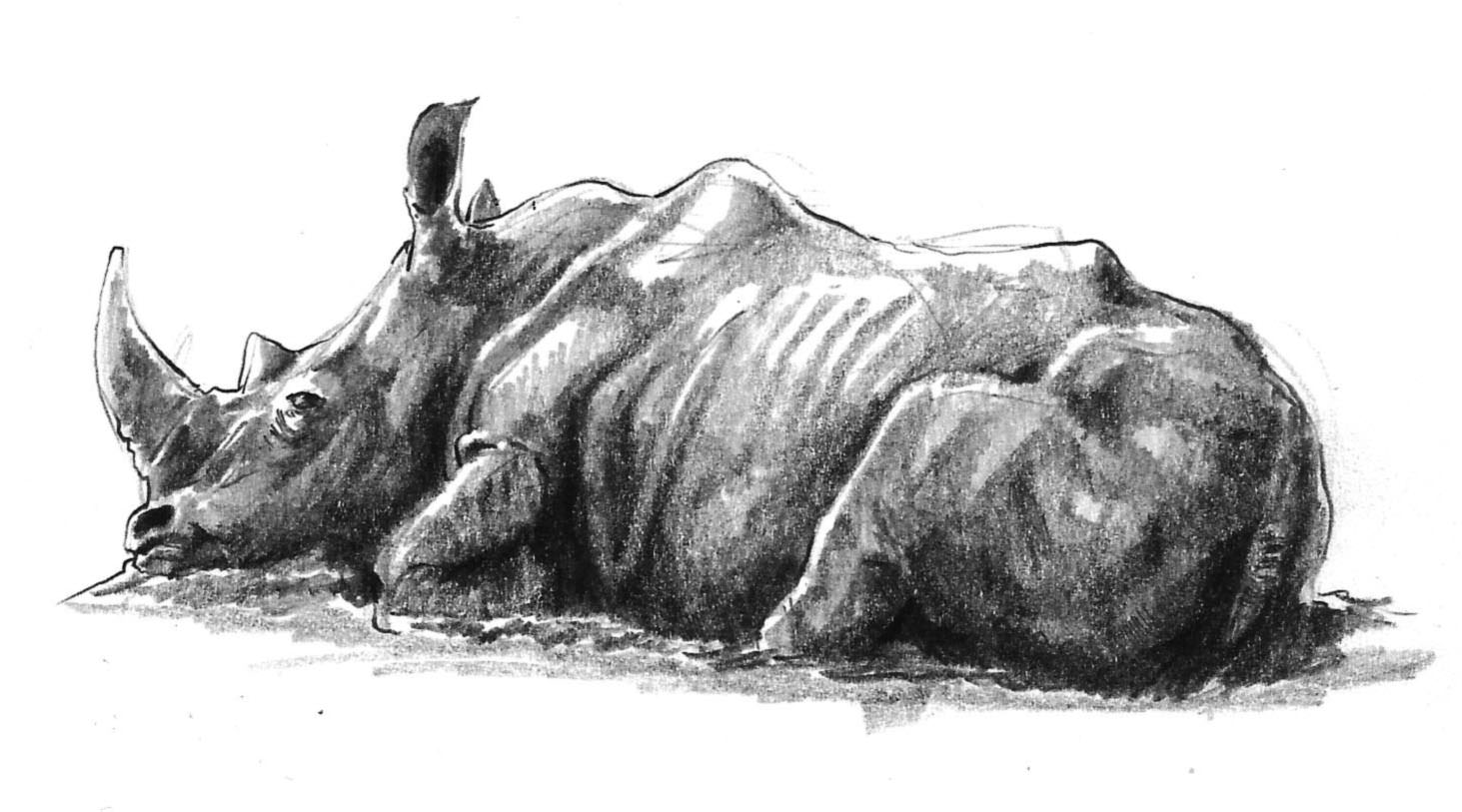 1463x813 Rhino Sketch - Rhino Sketch