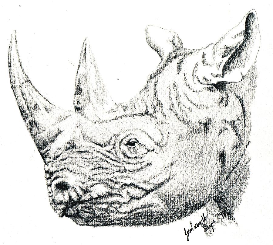 900x805 Rhino Sketch Drawing By Gerbrandt Steyn - Rhino Sketch