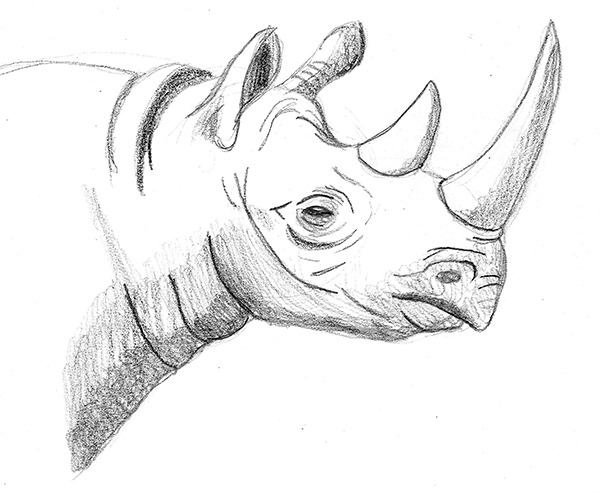 600x493 Rhino Sketch By Tyrannoninja - Rhino Sketch