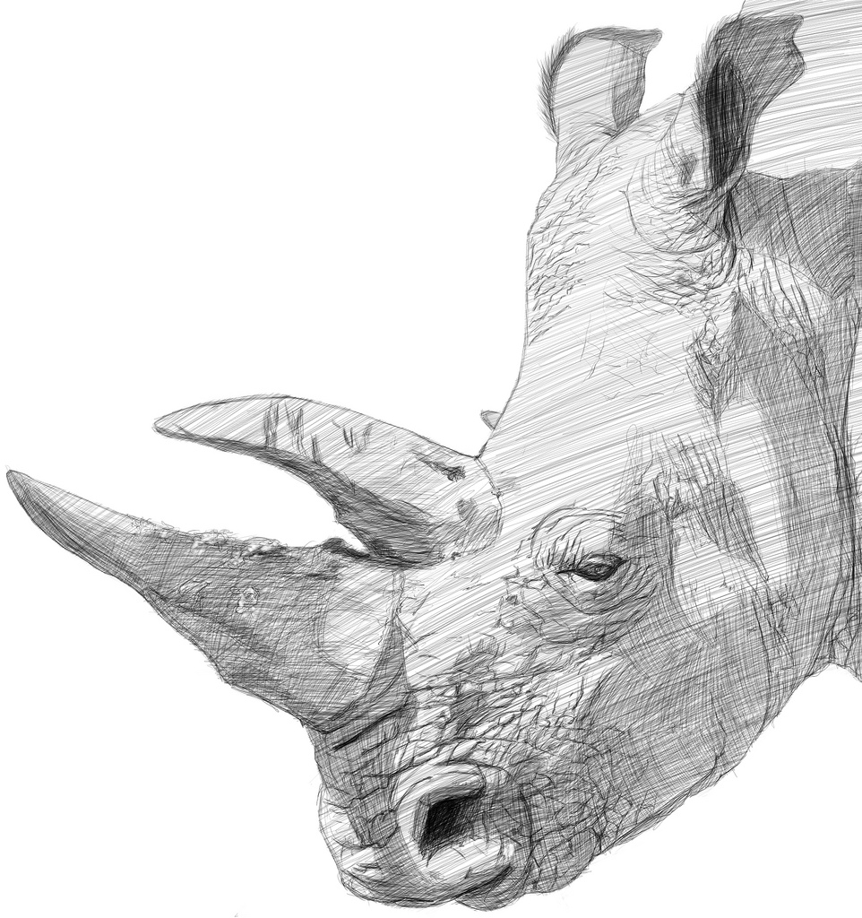 962x1024 Rhino Sketch Wanderlustmedia - Rhino Sketch