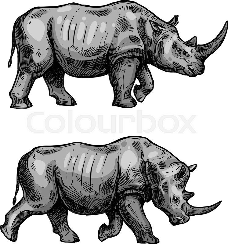 747x800 Rhino Walking Sketch Of African Mammal Animal. Wild Rhinoceros - Rhino Sketch