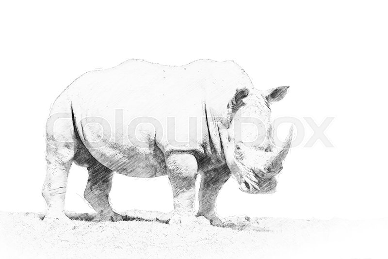 800x534 Rhino. Black And White Sketch With Pencil Stock Photo Colourbox - Rhino Sketch