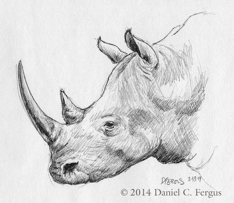 900x781 Rhino Sketches - Rhino Sketch