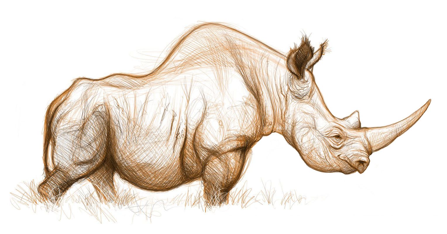 1528x802 Rhino - Rhino Sketch