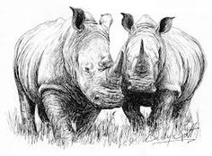 236x174 Rhino Animal Art Rhinos, Tattoo And Animal - Rhino Sketch