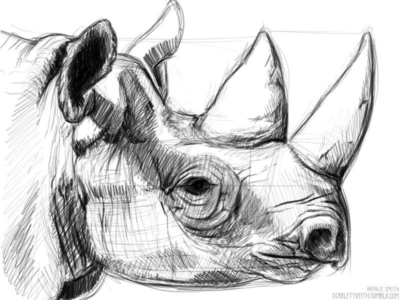 800x600 Rhino Sketch Animal Sketch Sketches, Drawings And - Rhinoceros Sketch
