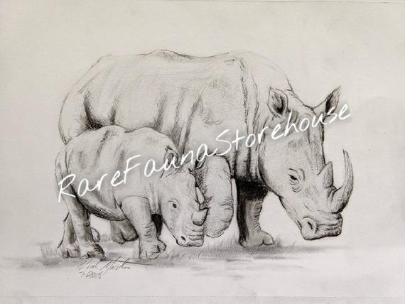 570x428 Rhino Mom And Baby Original Charcoal Drawing Rhinoceros Wall Etsy - Rhinoceros Sketch