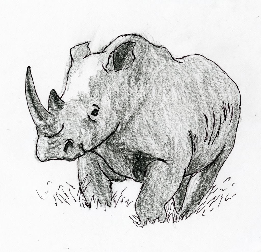 1024x988 Rhinoceros Sketch Rhinocerighteous Rhinoceros And - Rhinoceros Sketch