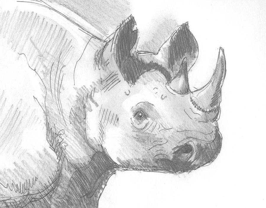 900x705 Rhinoceros Sketch Drawing By Mike Jory - Rhinoceros Sketch