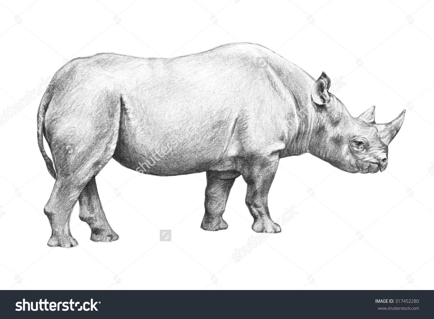 1500x1101 Rhinoceros Sketch Hand Drawn Illustration Isolated Stock - Rhinoceros Sketch