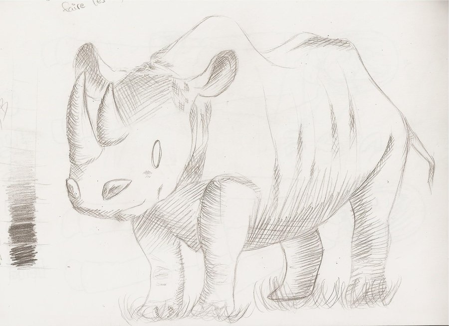 900x654 Rhinoceros Sketch By Akii Sakura - Rhinoceros Sketch