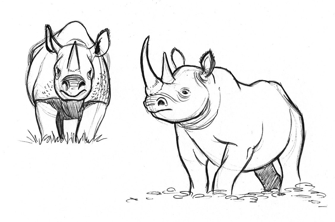 1127x745 Sketch Cedarseed - Rhinoceros Sketch