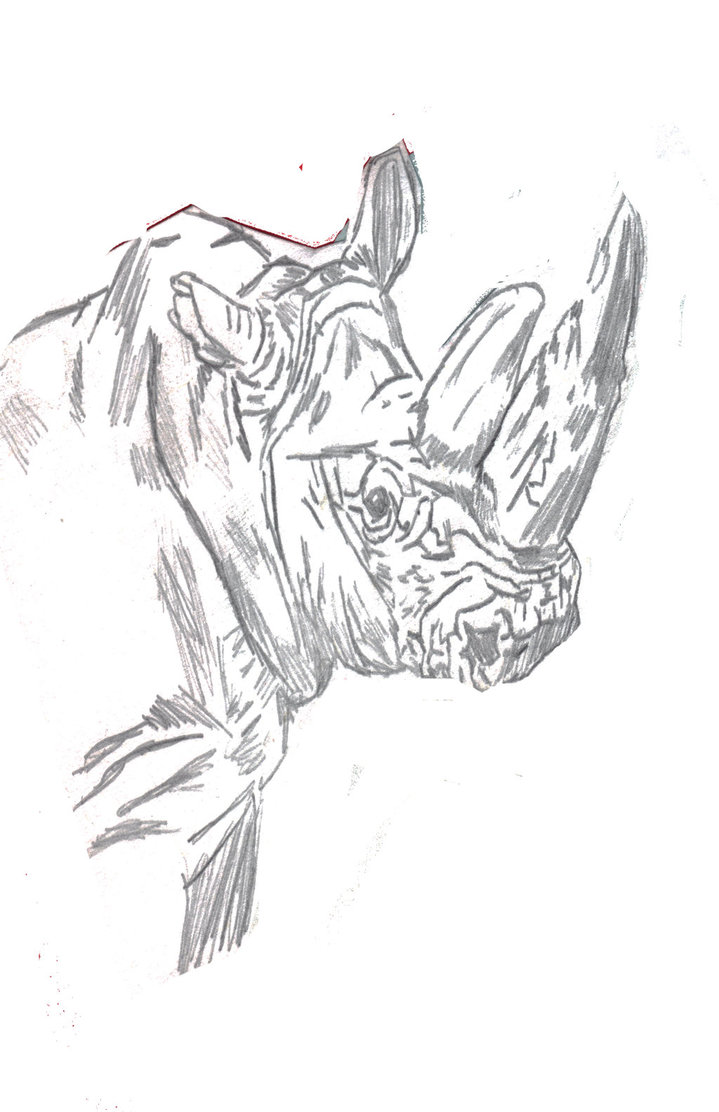 719x1112 White Rhinoceros Sketch By Whistle72 - Rhinoceros Sketch