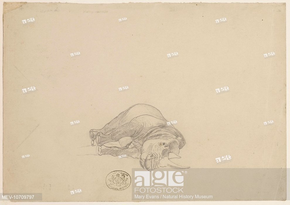 990x700 White Rhinoceros. Sketch 123 From A Collection Of Original - Rhinoceros Sketch