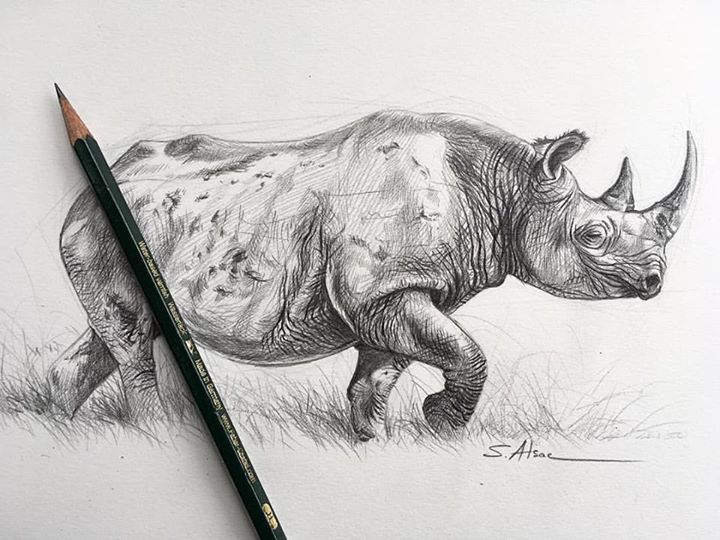 720x540 Black - Rhinoceros Sketch