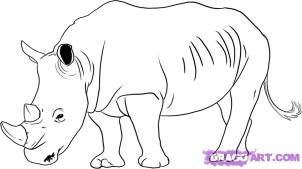 302x169 How To Draw Rhinos Drawing Tutorials Amp Drawing Amp How To Draw - Rhinoceros Sketch