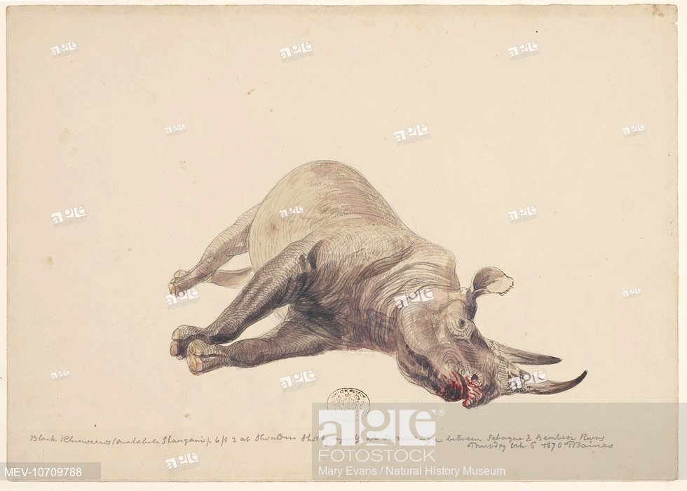 980x700 Mkombol (Black Rhinoceros). Sketch 114 From A Collection Of - Rhinoceros Sketch