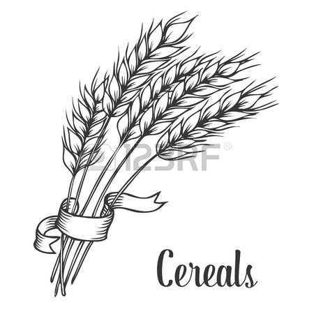 450x450 Wheat Bread Ears Cereal Crop With Ribbon Sketch Decorative Icons - Ribbon Sketch