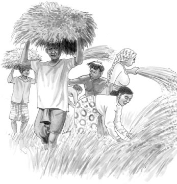 Rice Field Sketch at PaintingValley.com | Explore collection of Rice