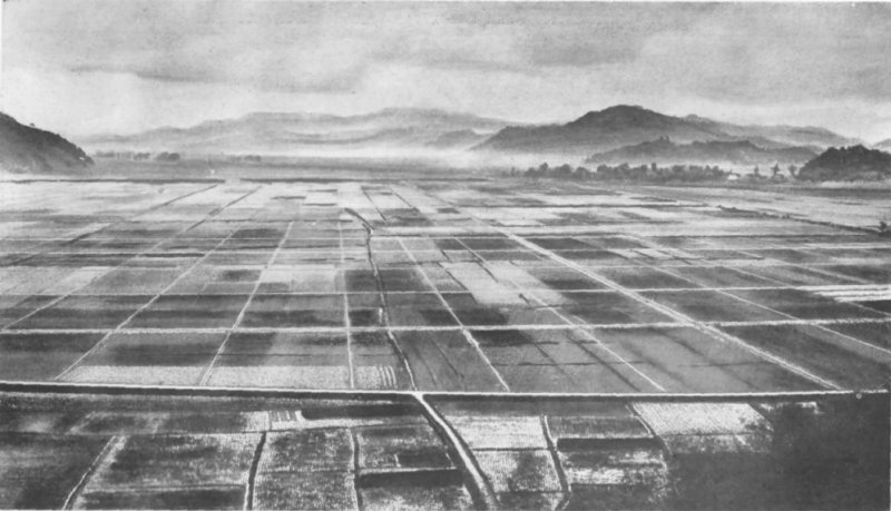 800x459 Fileadjusted Rice Fields.jpg - Rice Field Sketch