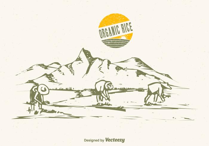 700x490 Free Drawn Rice Field Vector Illustration - Rice Field Sketch