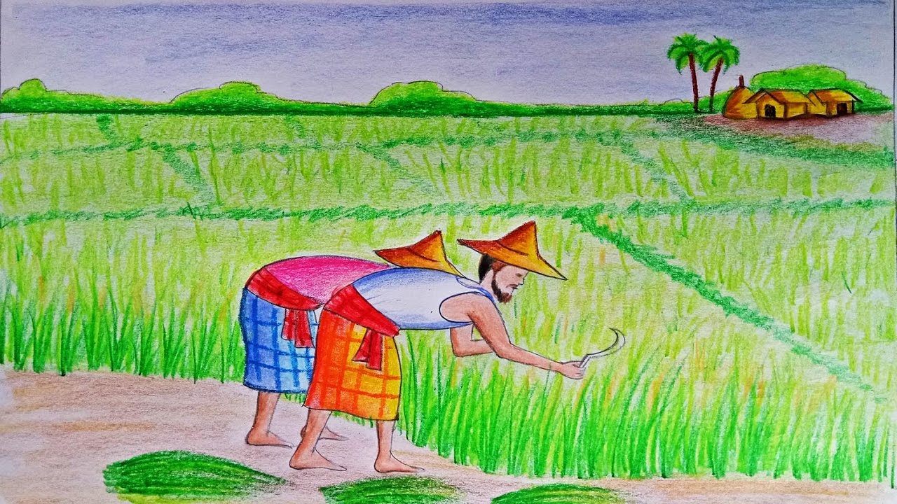 1280x720 How To Draw A Scenery Of Cultivation Step By Step (Very Easy - Rice Field Sketch