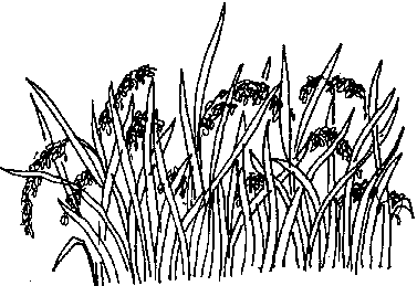 Rice Field Sketch at PaintingValley.com | Explore collection of Rice