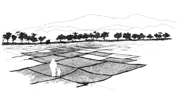 618x359 Rice Field - Rice Field Sketch