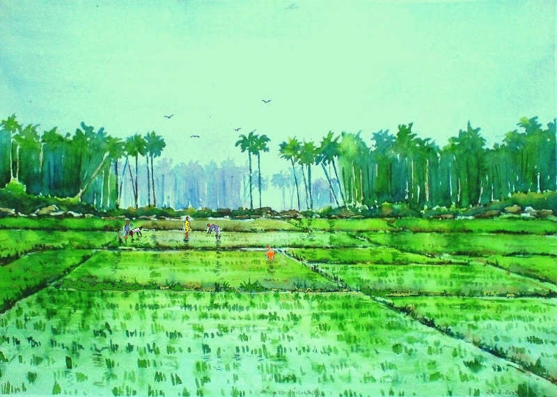 Rice Field Sketch at Explore collection of Rice