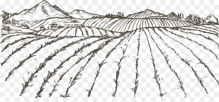 Rice Field Sketch at PaintingValley.com | Explore collection of Rice