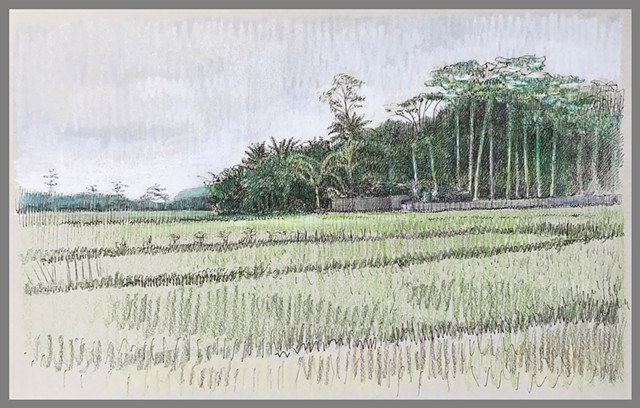 640x408 Doug Russell - Rice Field Sketch